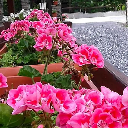 Ξενοδοχείο Rosa Serenella 3*
